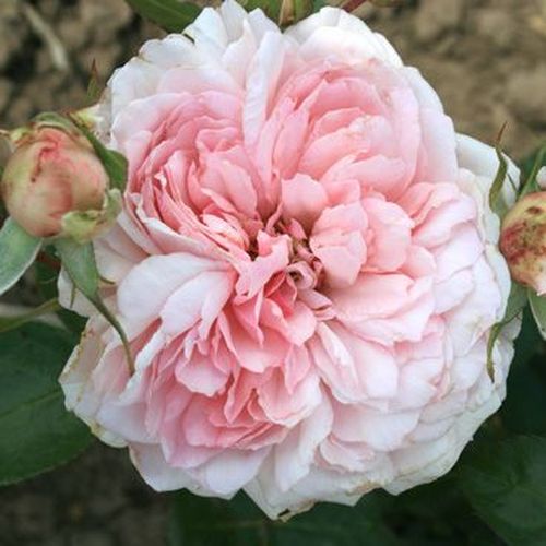 Gärtnerei - Rosa Alexandra - Princesse de Luxembourg ® - rosa - nostalgische rosen - diskret duftend - W. Kordes’ Söhne® - -